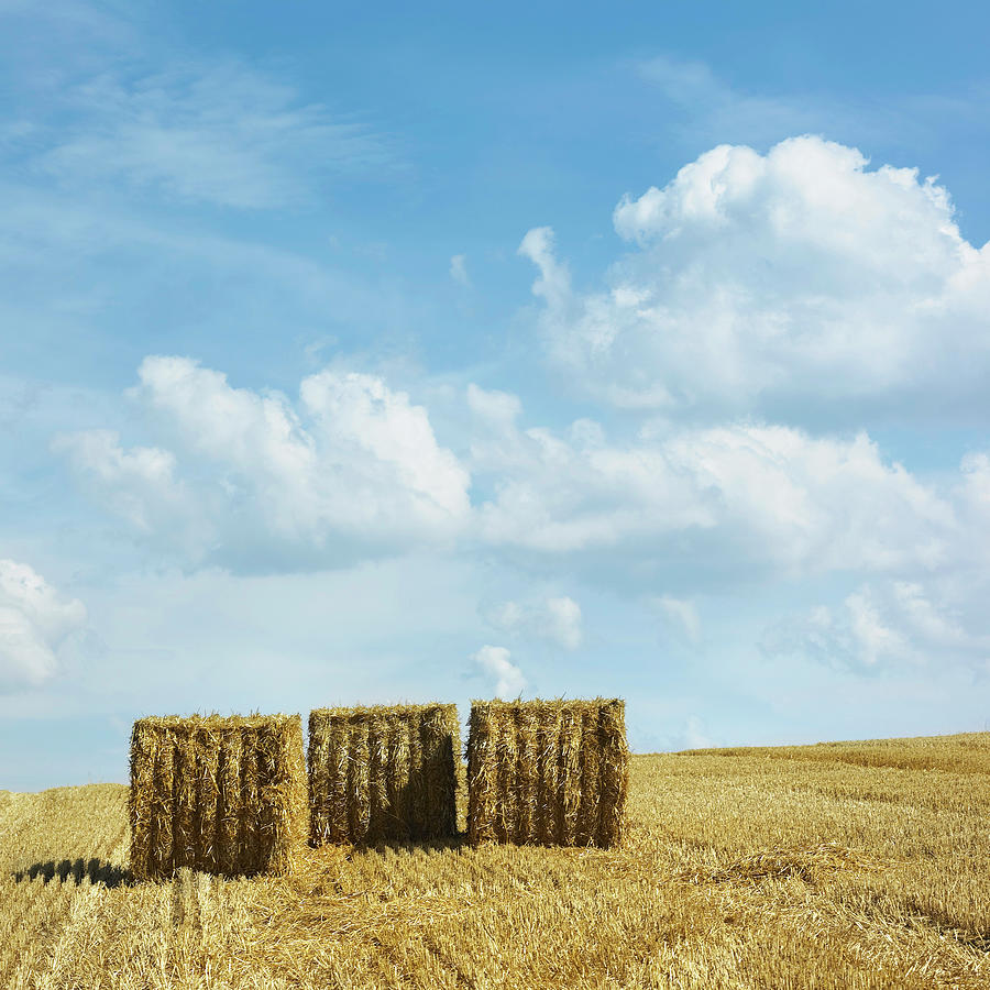 Rolled Hay Bales In Rural Field Photograph by Lisbeth Hjort