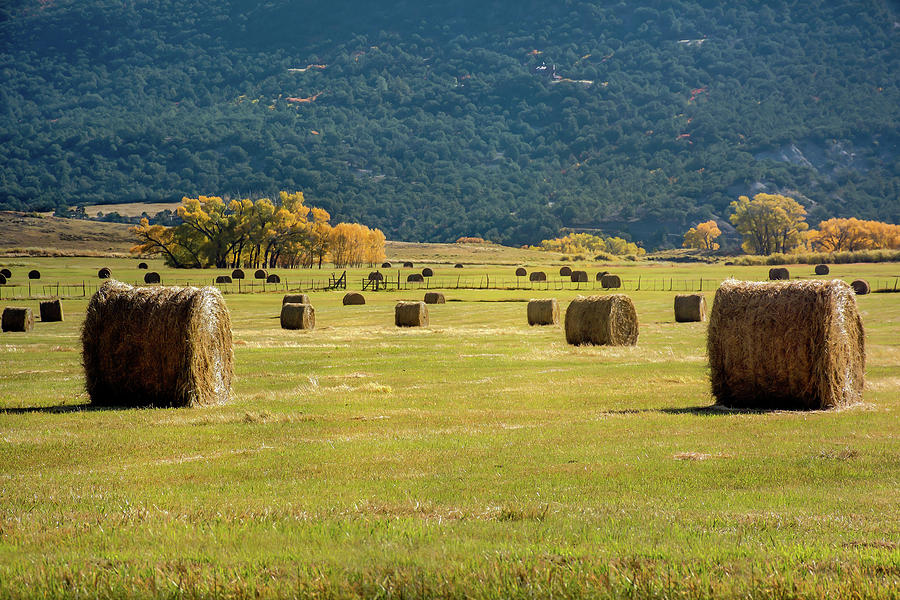 Nature Photograph - Rolled Hay Bales by John Bartelt