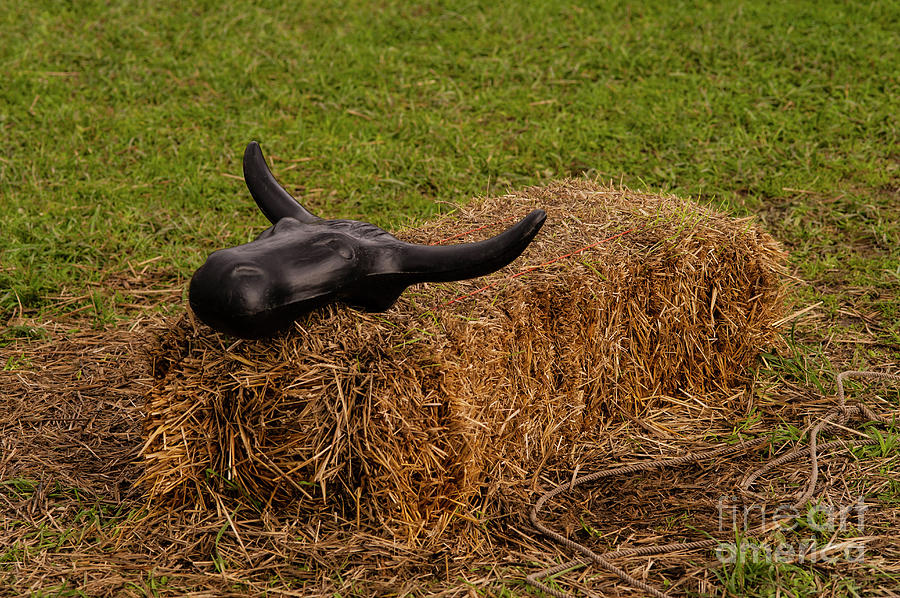 Rolled Hay Close-up with Bull Head Photograph by Jim Corwin
