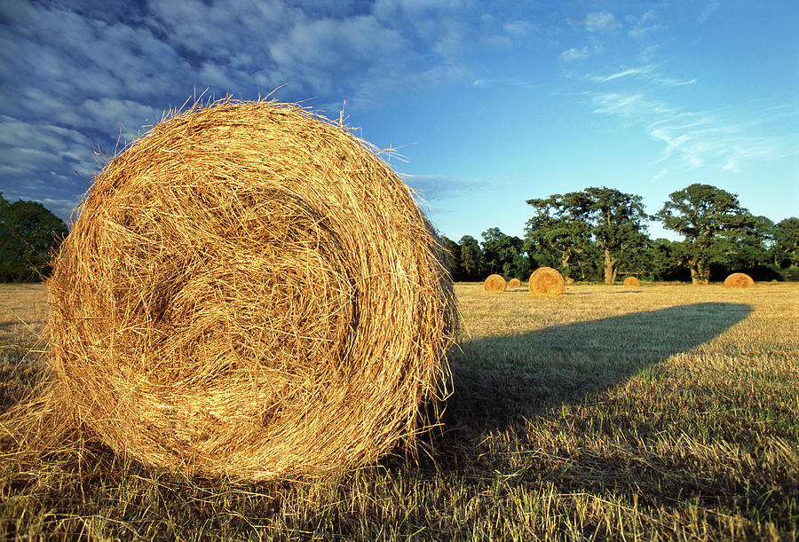 Rolled Straw In A Cropped Field At Photograph by Laurence Monneret