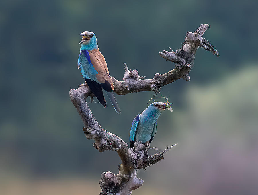Wildlife Photograph - Roller by Wei He