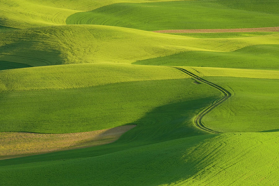 Rolling Fields Of Wheat And Peas In Photograph by Darrell Gulin - Fine ...