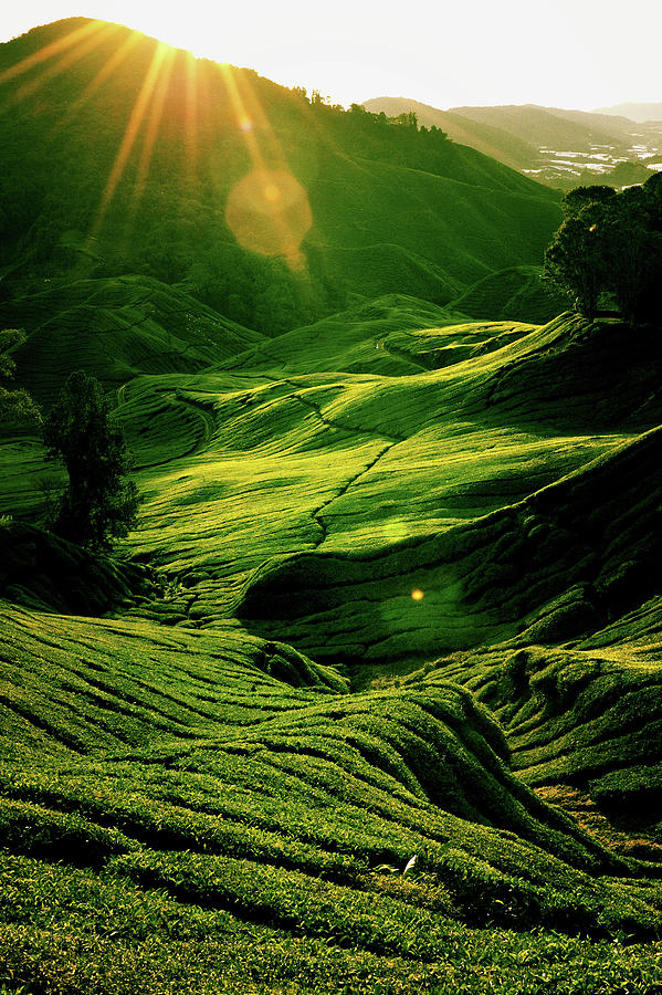 Rolling Green Hills Of A Tea Plantation Photograph by Carlina Teteris