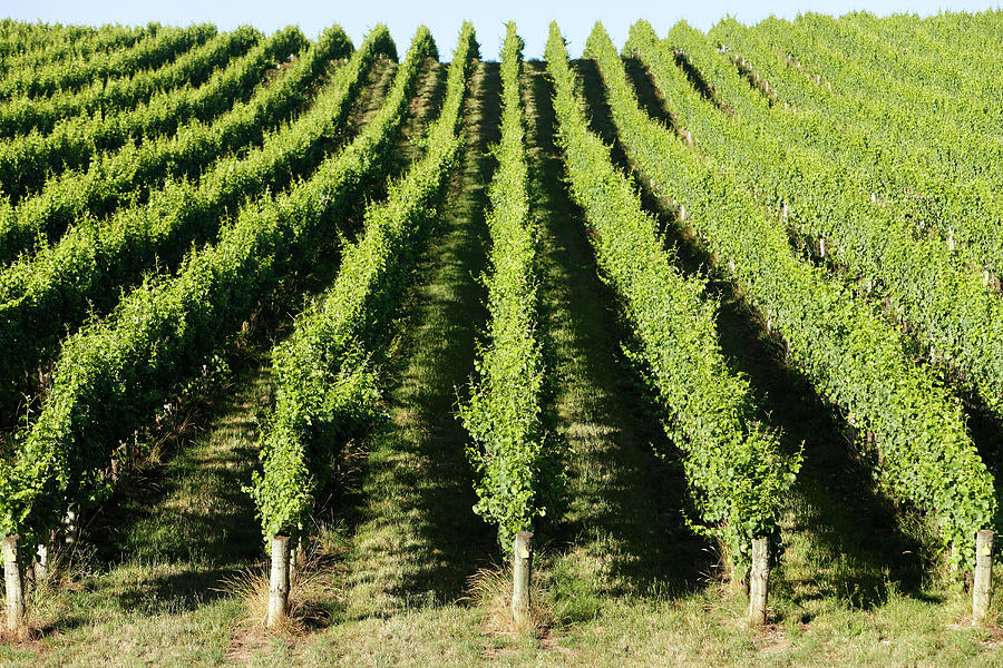 Rolling Green Vineyard In Afternoon Photograph by Beyondimages