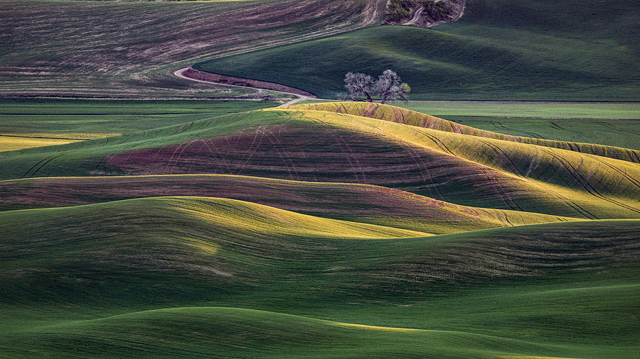 Rolling Hills At Palouse IIi Photograph by Wendy Xu - Fine Art America