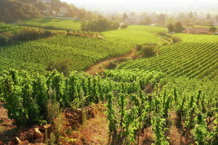Rolling Hillside Vineyards Photograph by Donald gruener