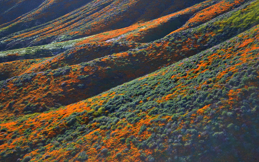 Poppy Photograph - Rolling Hillsides Of Color by Glenn McCarthy Art and Photography