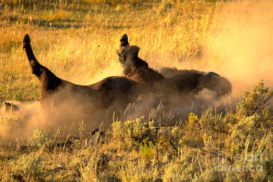 Yellowstone National Park Photograph - Rolling In The Golden Dust by Adam Jewell