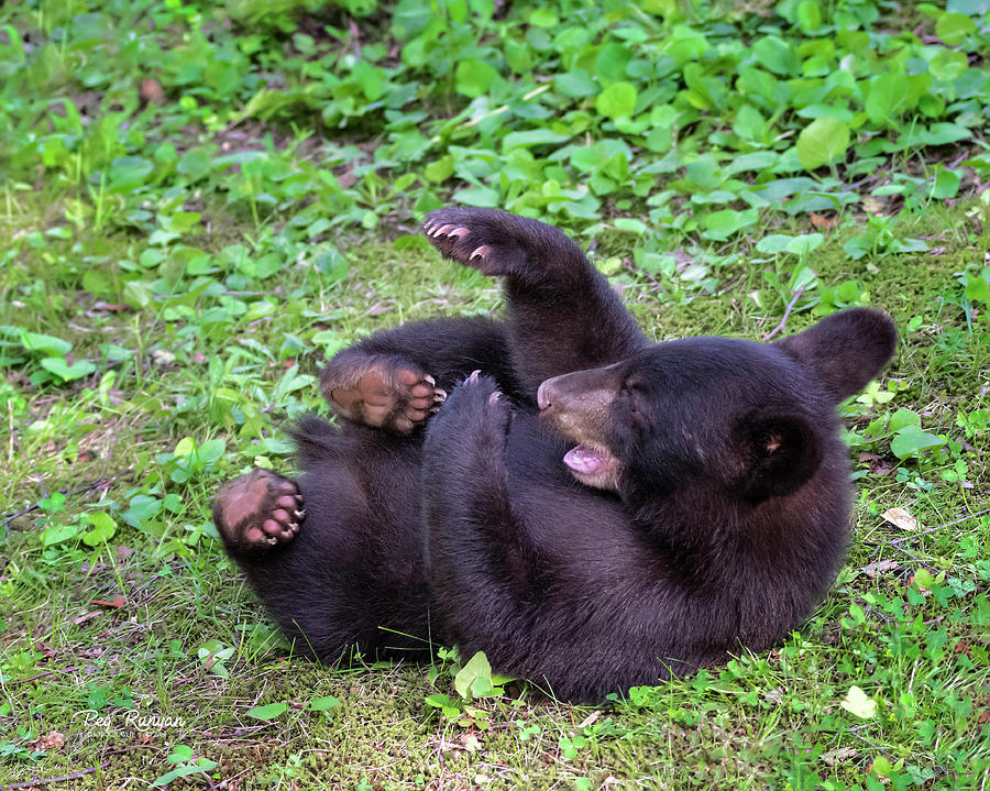 Roly Poly Cub Photograph by Peg Runyan
