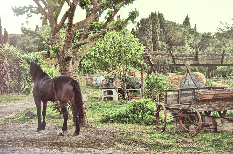 Up Movie Photograph - Roma Stable by JAMART Photography