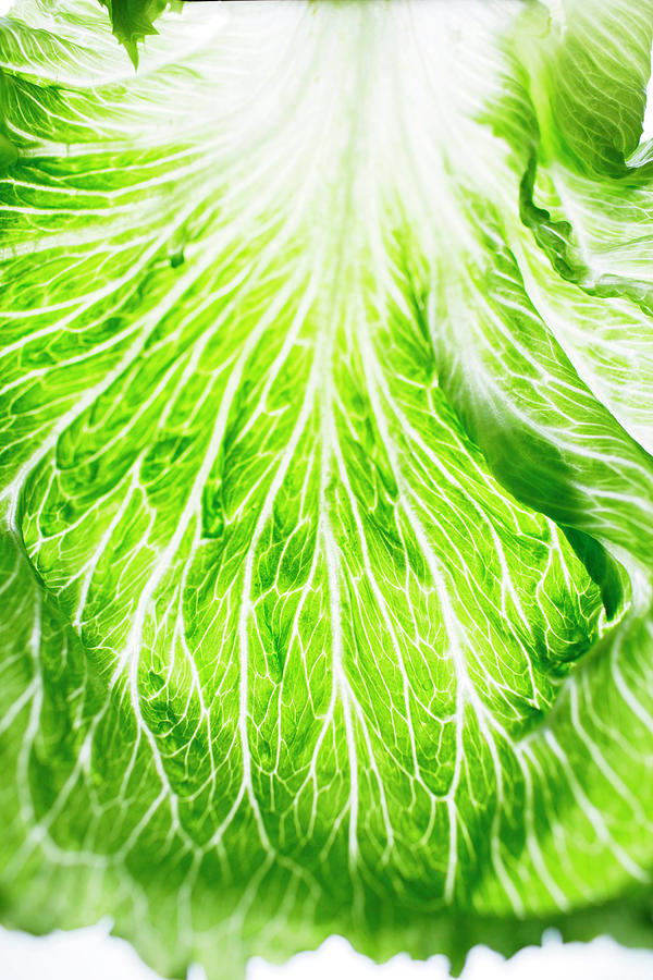 Romaine Lettuce Leaf Detail Photograph by Brett Stevens