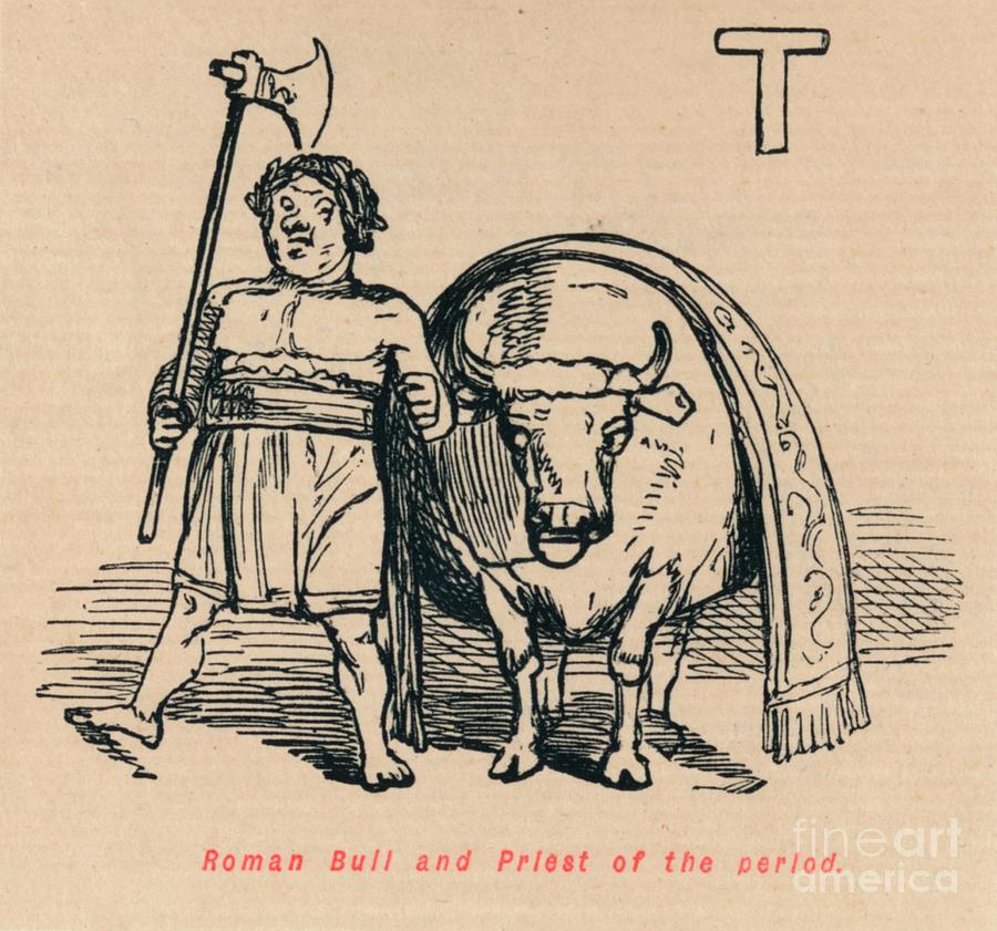 Roman Bull And Priest Of The Period Drawing by Print Collector