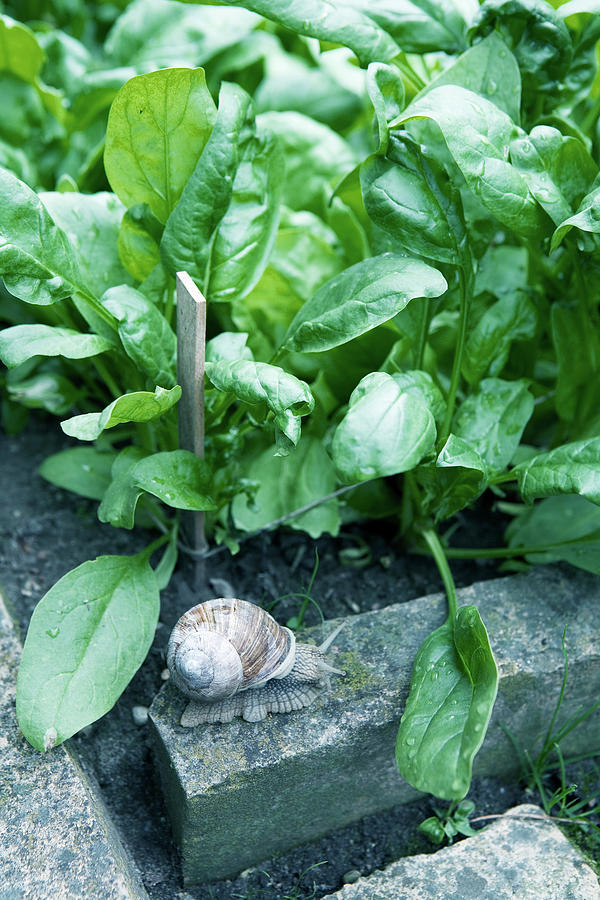Roman Snail On Edging Stone Of Spinach Bed Photograph by Birgitta Wolfgang Bjornvad
