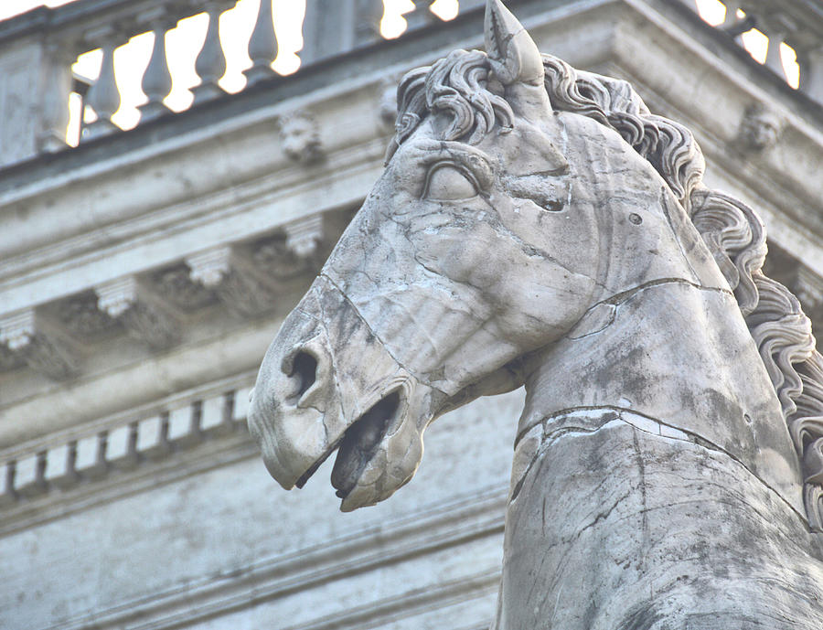Roman Stallion Photograph by JAMART Photography