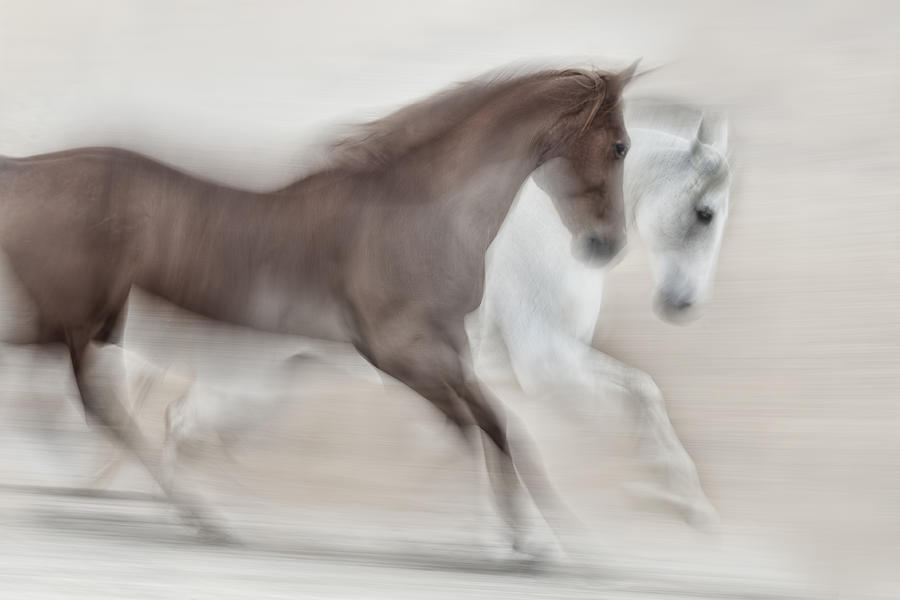 Horses Photograph - Romance by Martine Benezech
