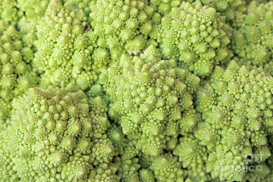 Romanesco Broccoli Photograph