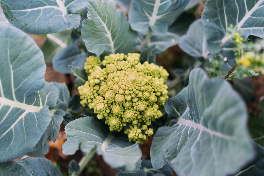 Broccoli Photograph - Romanesco Broccoli (or Cauliflower) Plant Growing In A Organic Farm by Cavan Images