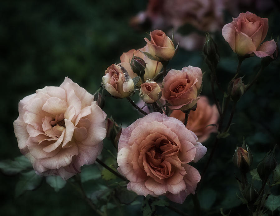 Romanic Roses Photograph by Richard Cummings