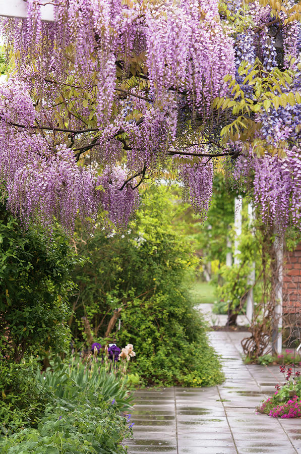 Romantic Blooms of Pink Wisteria Honbeni Photograph by Jenny Rainbow