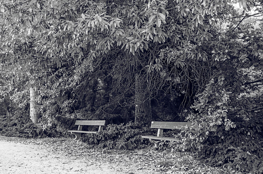 Romantic Corner In Autumn Time. Monochrome Photograph