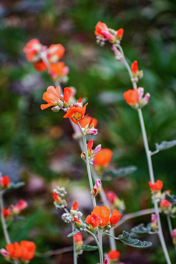 Orange Desert Globemallow Flowers by Juliana Swenson Orange Desert Globemallow Flowers by Juliana Swenson