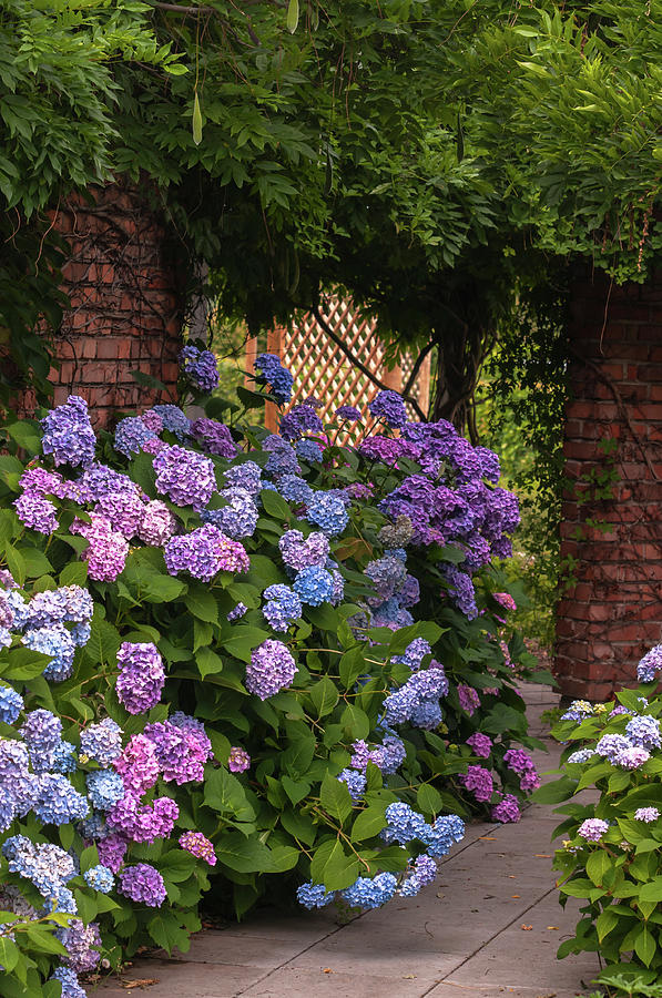 Romantic Gardens Photograph by Jenny Rainbow