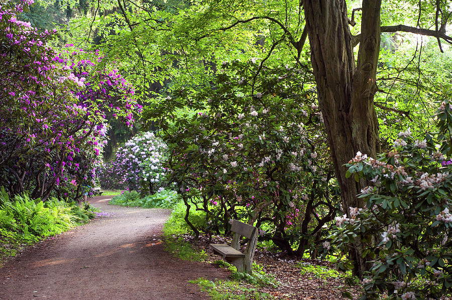 Romantic Pathway in Rhododendron Woods Photograph by Jenny Rainbow