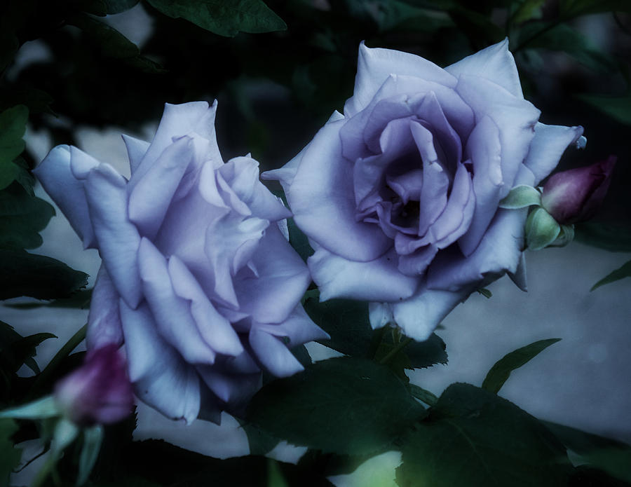 Romantic Purple Roses Photograph by Richard Cummings
