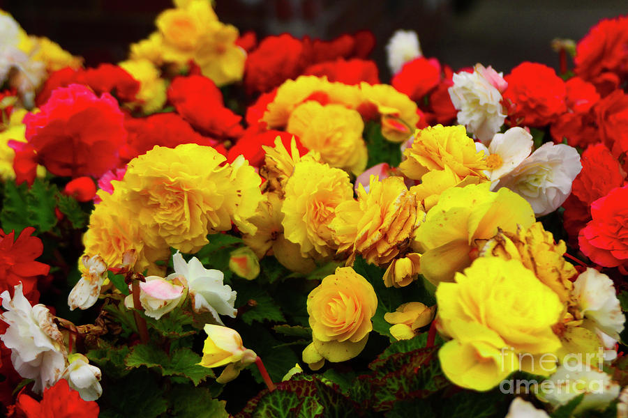 Romantic Red and Yellow Roses Photograph by Doc Braham