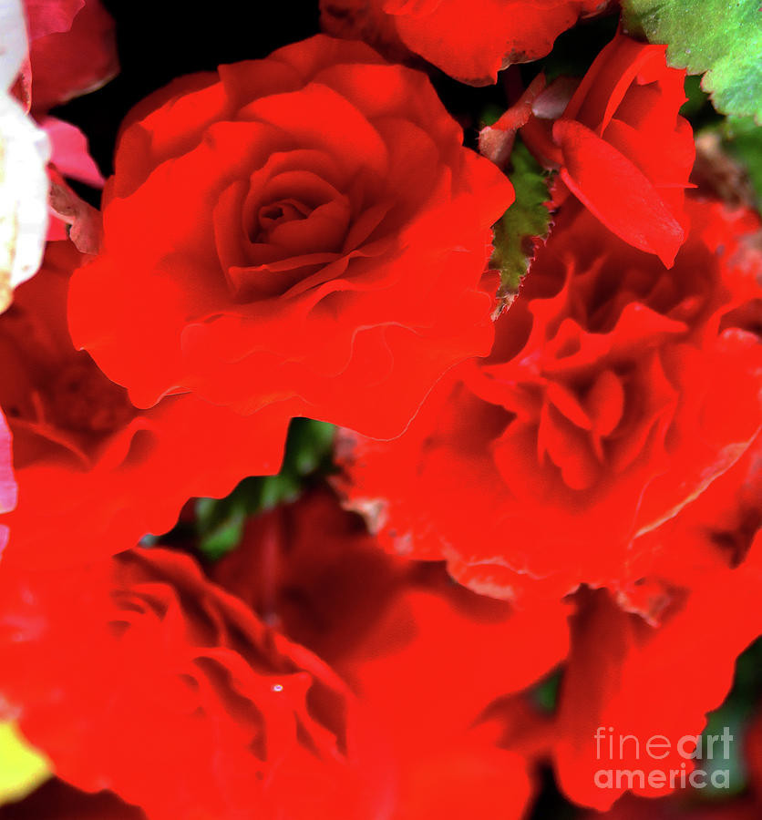 Romantic Red Roses Photograph by Doc Braham