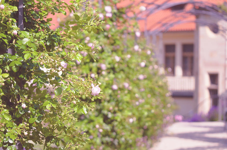 Romantic Rose Garden 4 Photograph by Jenny Rainbow