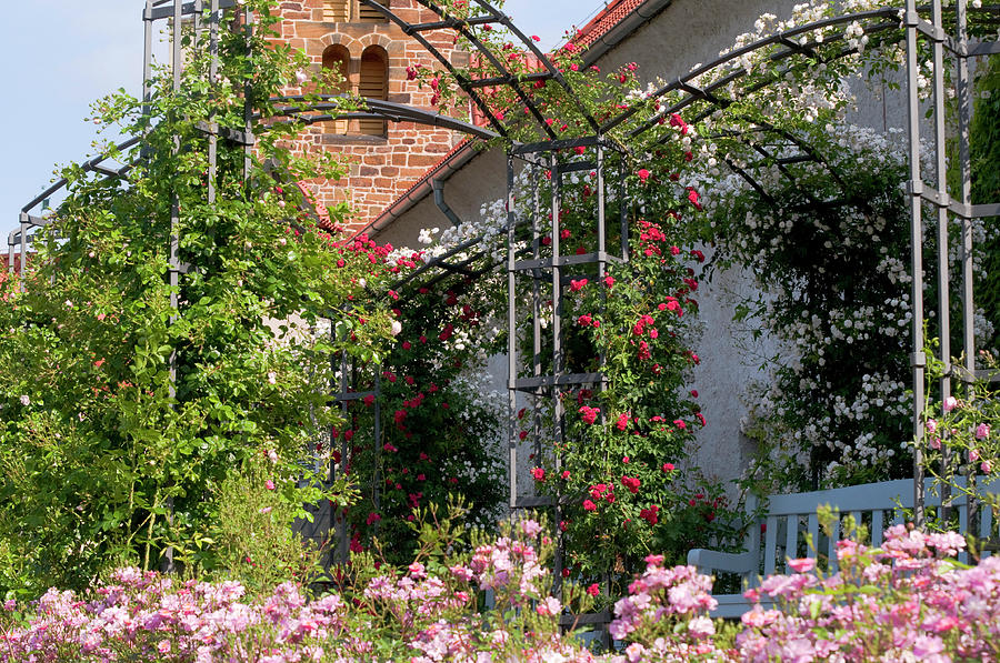 Romantic Rose Garden Photograph by Jenny Rainbow