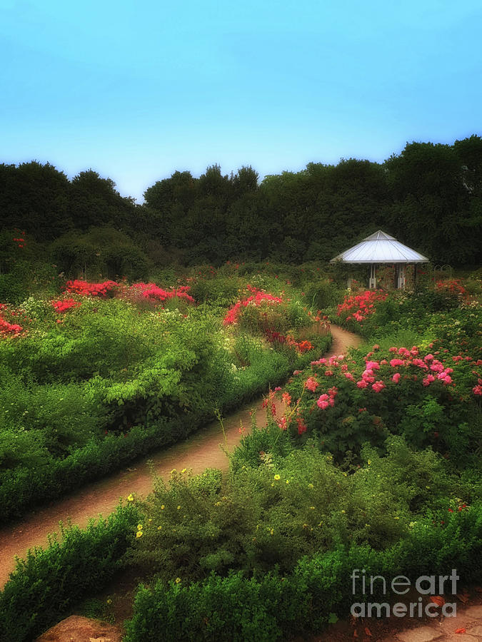 Romantic Rose Garden Photograph by Yvonne Johnstone