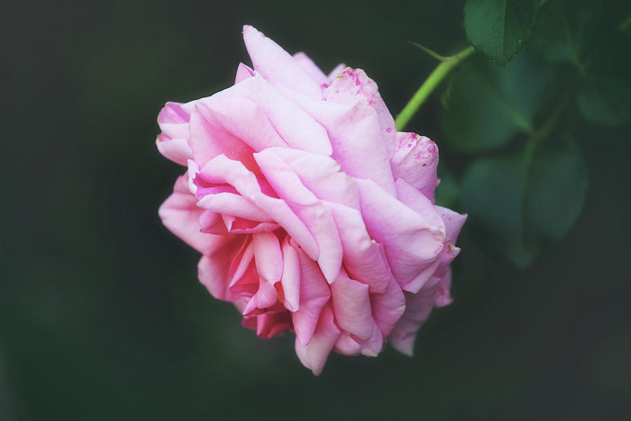 Romantic Rose Photograph by Toni Hopper