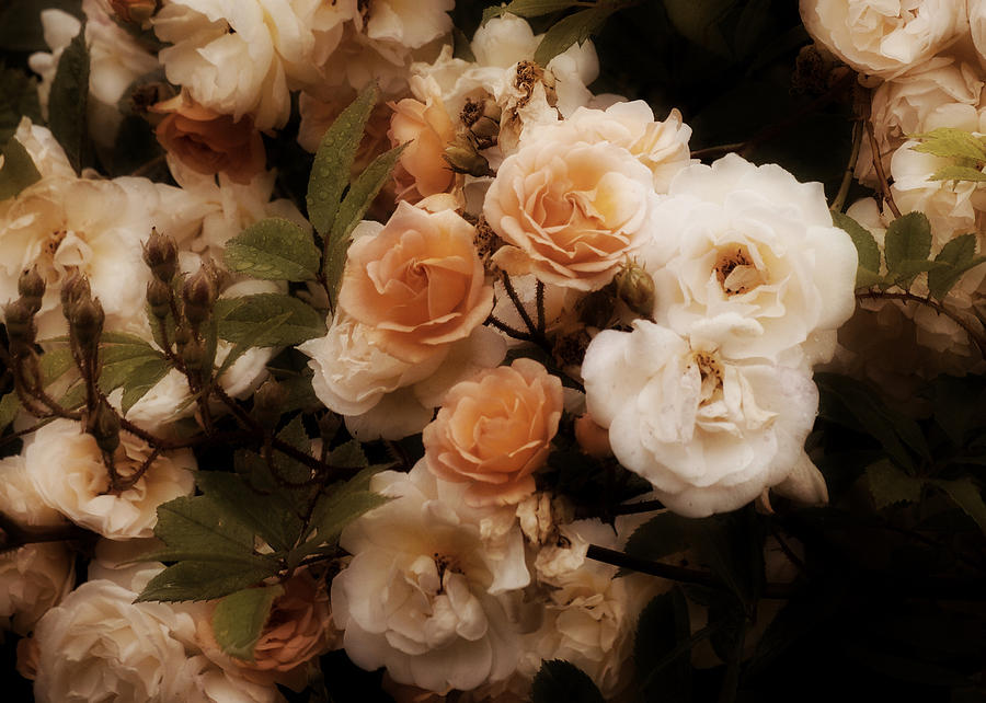 Romantic Roses 2019 Photograph by Richard Cummings