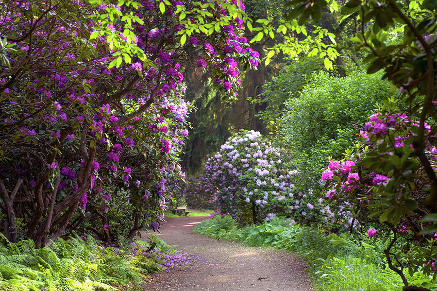 Romantic Walk Among Rhododendron Blooms Photograph by Jenny Rainbow