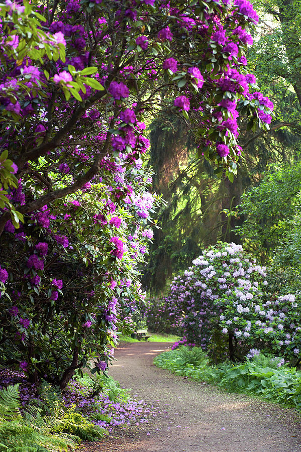 Romantic Walk through Rhododendron Forest Photograph by Jenny Rainbow