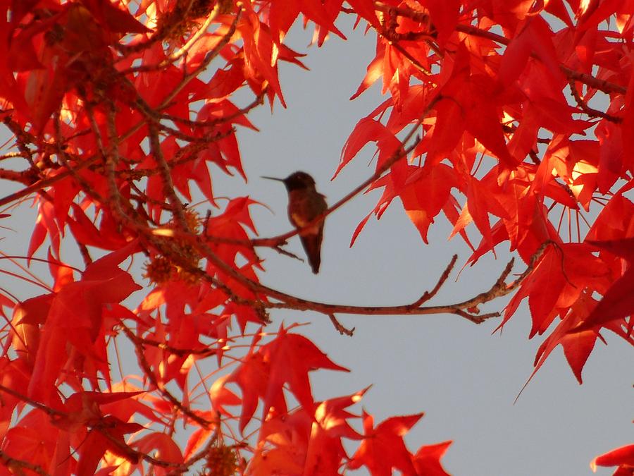 Roo in the Fall II Photograph by Jerilyn Ezinga Roo in the Fall II Photograph by Jerilyn Ezinga