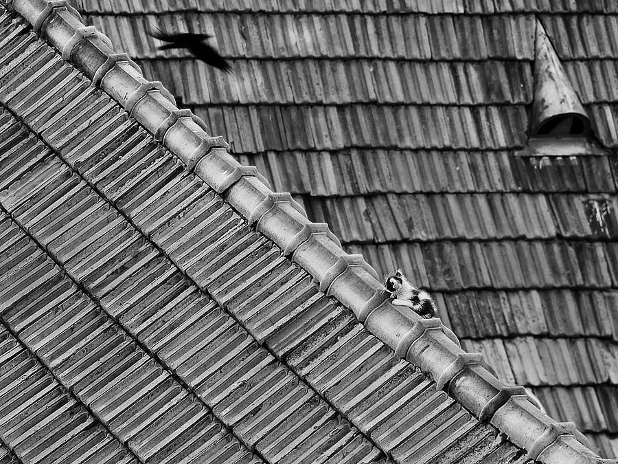 Roof Cat Photograph by Nicoleta Gabor