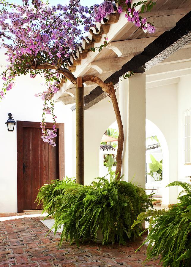 Roofed, Mediterranean Entrance Courtyard With Tall Bougainvillea And Potted Ferns Photograph by Alexander Van Berge