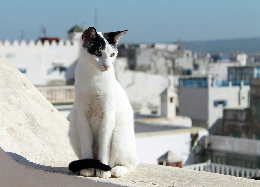Rooftop Cat in Morocco Photograph by Jonathan Thompson