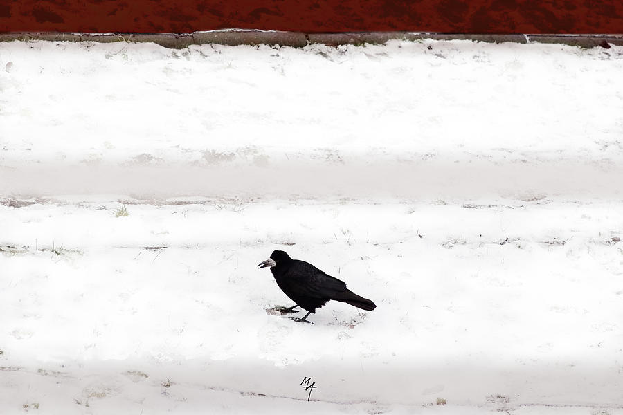 Crow Photograph - Rook Flag by Attila Meszlenyi
