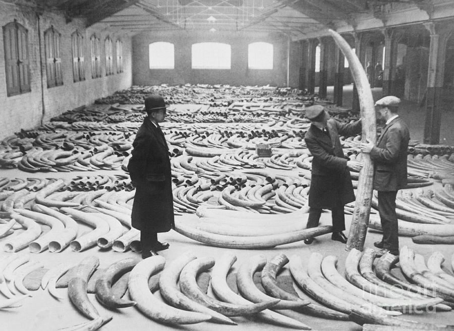 Room Full Of Ivory Photograph by Bettmann
