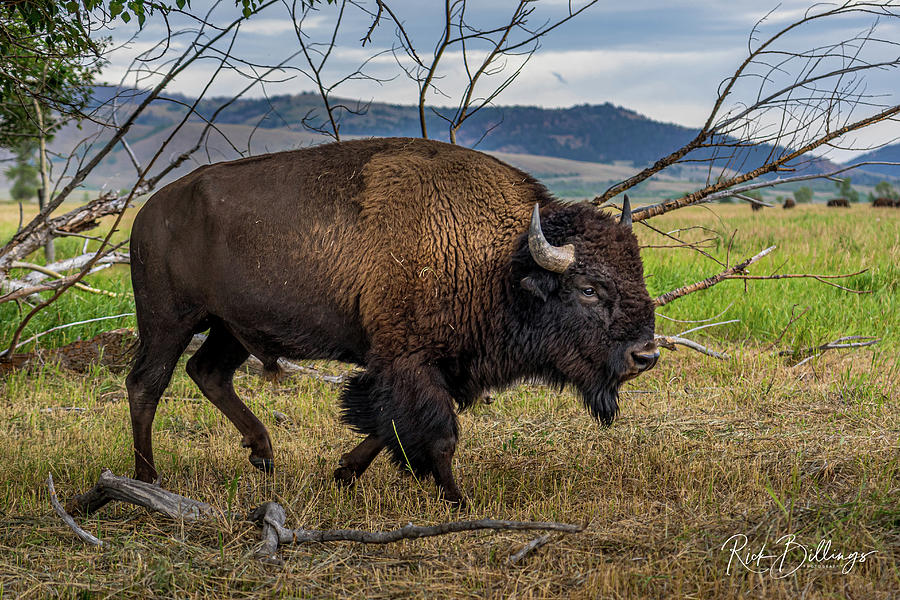 Rooming Bison No 1076 by Rick Billings Rooming Bison No 1076 by Rick Billings