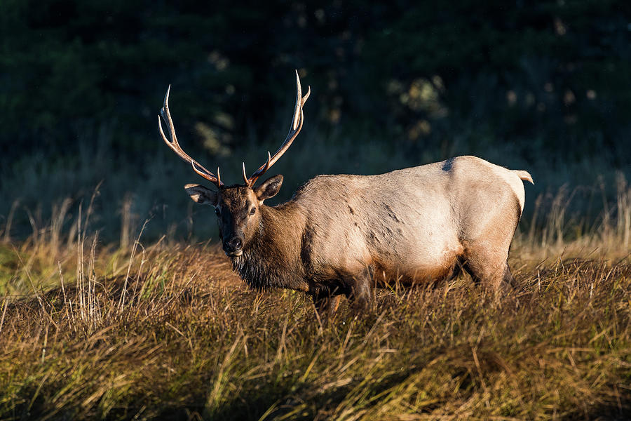 Roosevelt Elk Bull Photograph by Robert Potts