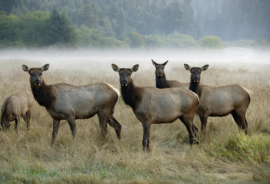Roosevelt Elk Photograph by Ericfoltz