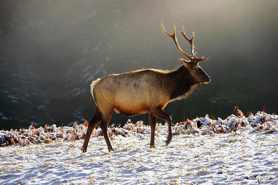 Roosevelt Elk, Prairie Creek Redwoods State Park, February 2019 Photograph