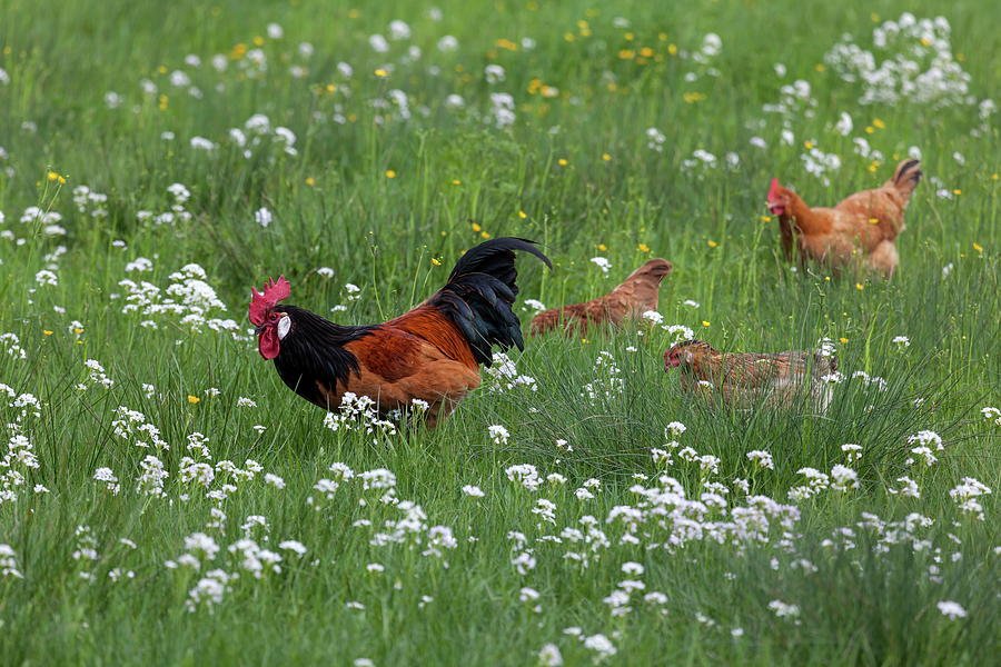 Rooster & Hens In Meadow Digital Art by Christian Back