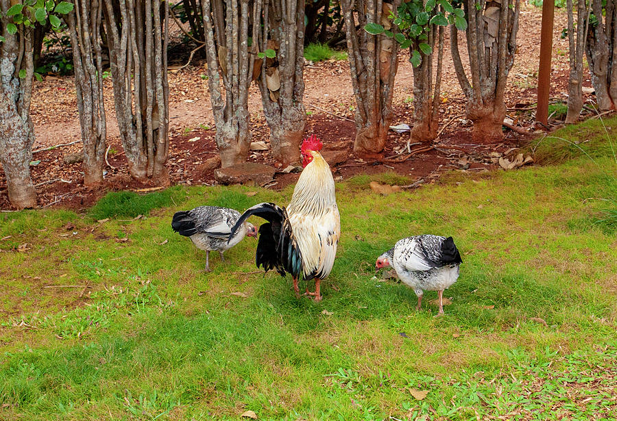 Rooster and Hens Photograph by Anthony Jones