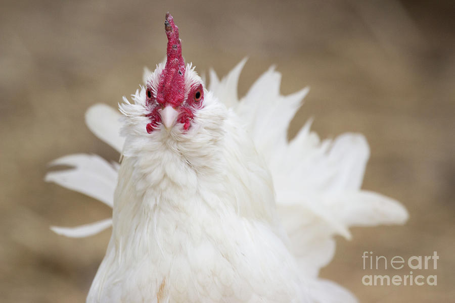 Rooster Attitude Photograph by Jeannette Hunt